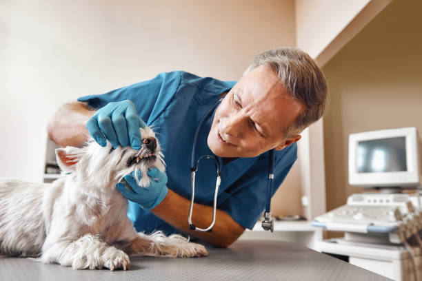 Best Emergency Tooth Extraction in Binghamton University, NY
